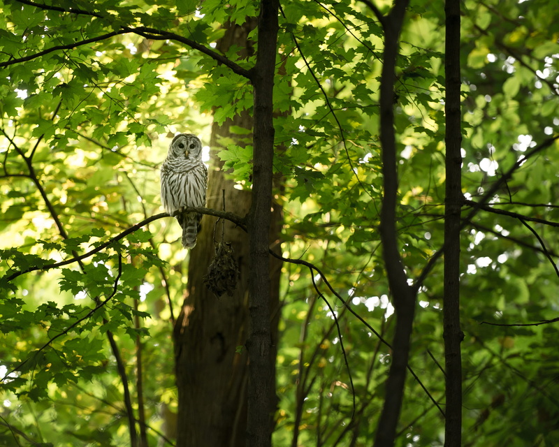 land, animal wildlife, owl, plant, outdoors, wisconsin, one animal, animal, eagle, day, animals in the wild, branch, grey, green, bark, green color, barred owl