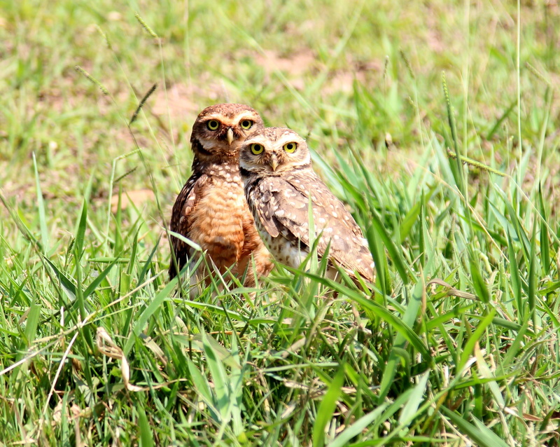 owls, burrowing owl, brown, mammal, animal, 2K, animal family, bird of prey, no people, looking, young animal, growth, nest, grass, plant, brasileira