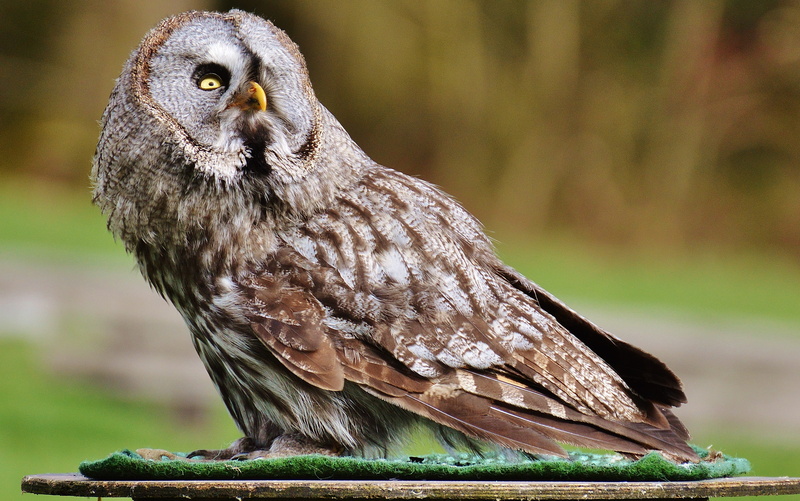 plumage, one animal, no people, feather, focus on foreground, wildlife photography, animal wildlife, cute, outdoors, animal world, head, vertebrate, grey