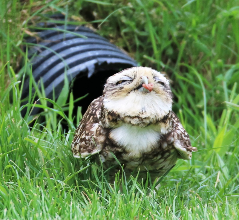 1080P, little, white, vertebrate, animal themes, spotted, nature, land, outdoors, burrow, brown, day, field, burrowing, grass, animal, small owl, owl