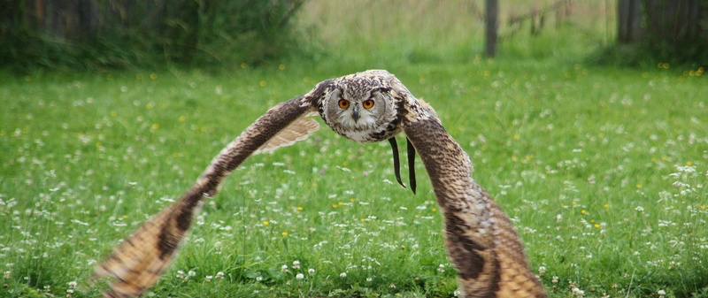 animal body part, bird, hunt, raptor, bird of prey, wildlife photography, green color, grass, 2K, day, no people, motion, animal themes, falconry, one animal