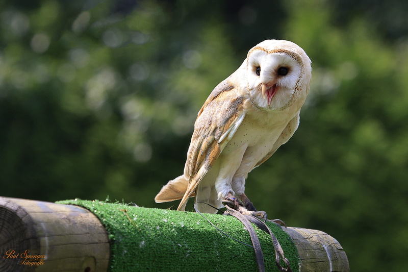 looking away, outdoors, one animal, bird of prey, perching, brown, birds, green color, day, barn, vertebrate, nature, no people, plant, animal wildlife