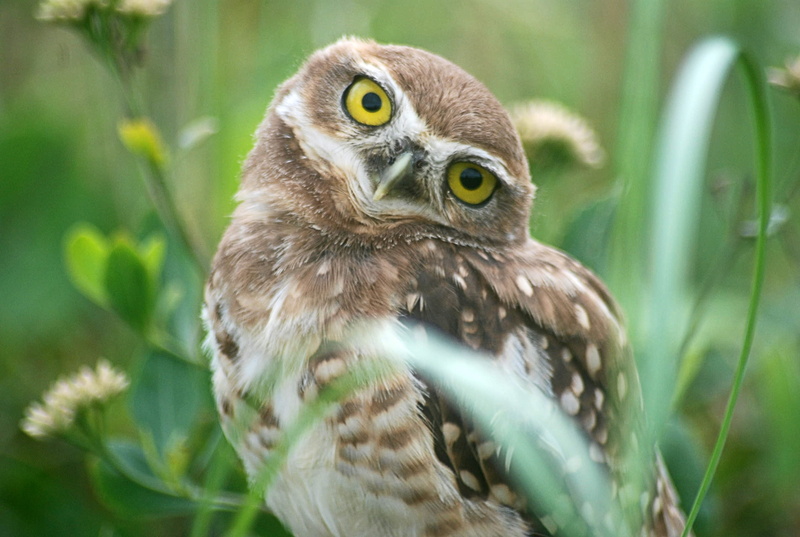 close-up, animal wildlife, animal eye, looking at camera, plants, plant, portrait, animals in the wild, body part, falcon - bird, bird, green, animals