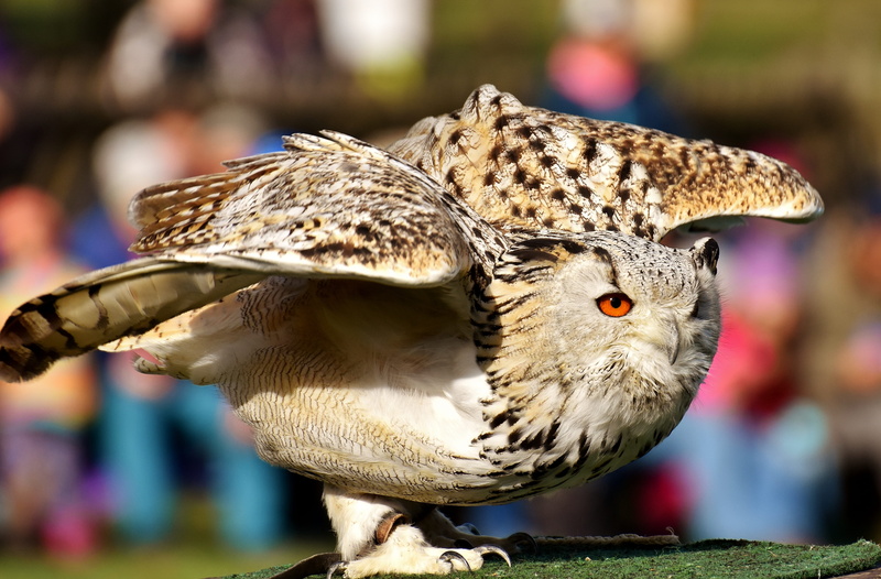 vertebrate, wooden, bird of prey, close-up, owl, eagle owl, photo, day, fly, wildlife photography, animal body part, black, one animal, wildpark poing