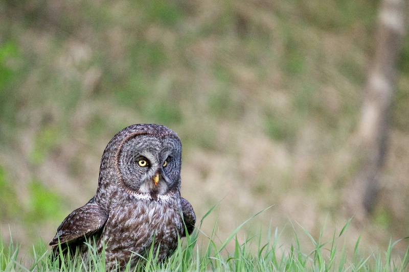 no people, avian, day, field, grass, one animal, black, great grey owl, feather, close-up, animal themes, green, portrait, animals in the wild