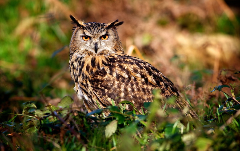 nature, animal eye, field, green, looking at camera, animal wildlife, 720P, one animal, plant, gray, Animals, selective focus, no people, Birds, vertebrate