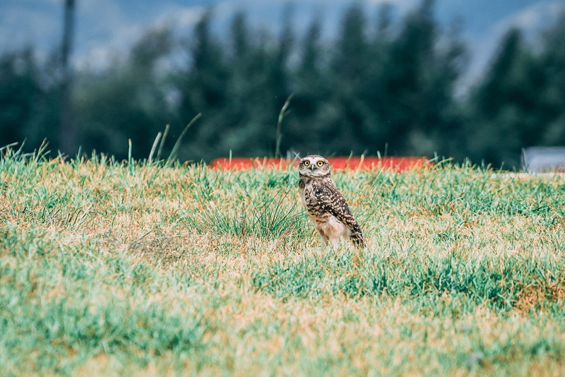 bird, hunting, nature, animal wildlife, field, vertebrate, one animal, no people, survival, animal themes, animals in the wild, selective focus, animal