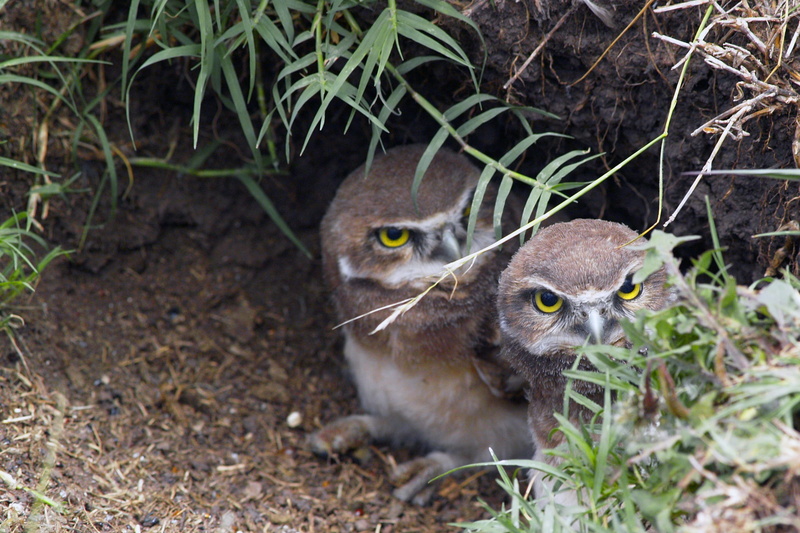 animal, plants, 1080P, young animal, young, wings, domestic animals, beak, one animal, two, avian, animal wildlife, majestic, brown, animal eye, outdoor