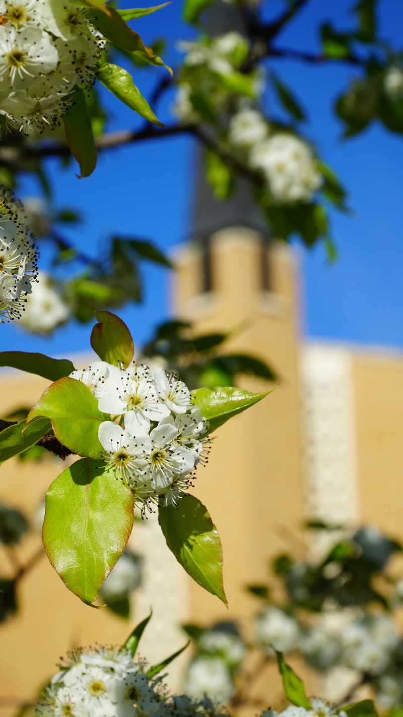 architecture, branch, Church, focus on foreground, vulnerability, steeple, freshness, no people, building exterior, bloom, christ, cathedral, sunlight