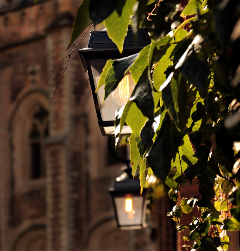 belgium, tree, church, green, downtown, growth, facade, lighting, street lanterns, plant, bruges, vine leaves, plant part, evening, nature, focus on foreground