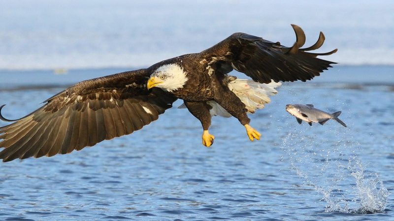 1080P, wildlife, eagle, eagle - bird, spread wings, fish, animal wildlife, vertebrate, animals in the wild, water, flying, animal themes, animal, sea