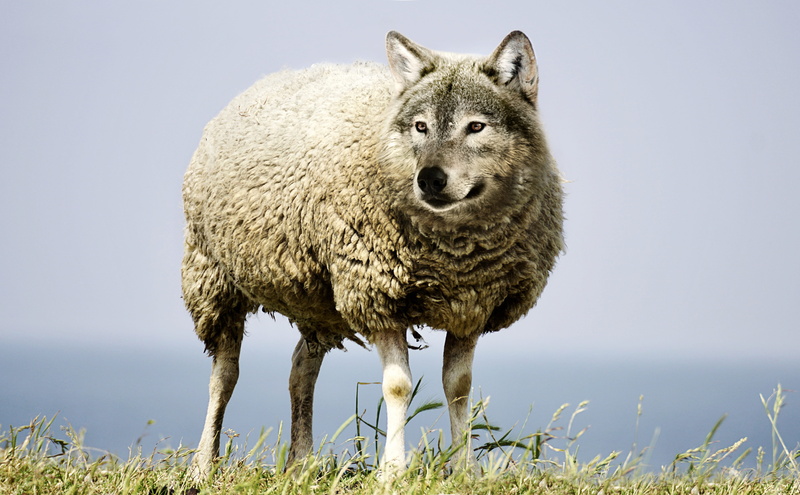 prey, meadow, day, head, eat, mammal, outdoors, standing, photo, wolf, sheep, cunning, portrait, animals in the wild, no people, looking at camera, plant
