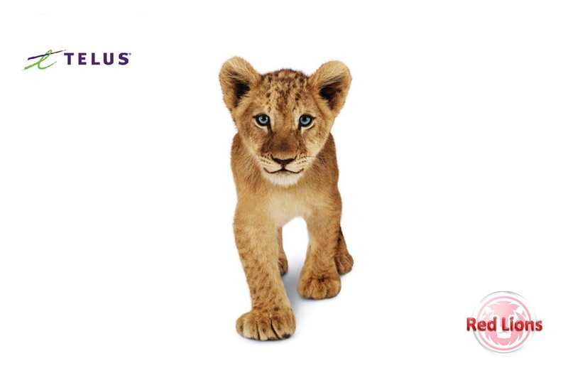 Lions, hd, animals, lios, staff, red, art, 480P, Telus