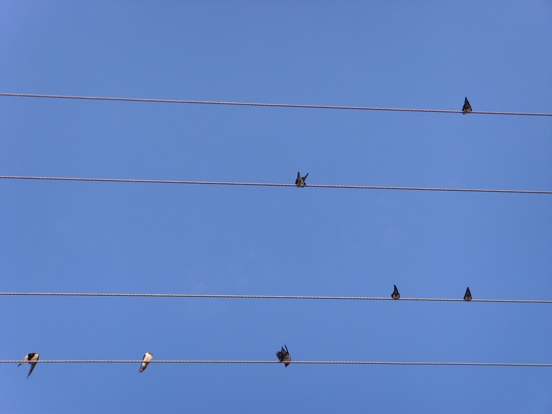 stave, animal wildlife, blue, 2K, no people, technology, power supply, vertebrate, animal themes, low angle view, outdoors, perching, complexity, group of animals