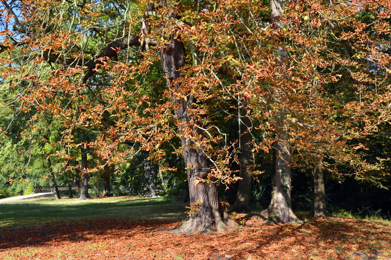 fall foliage, late summer, leaves coloring, season, landscape, sunlight, beauty in nature, tranquility, deciduous tree, chestnut, tranquil scene, no people