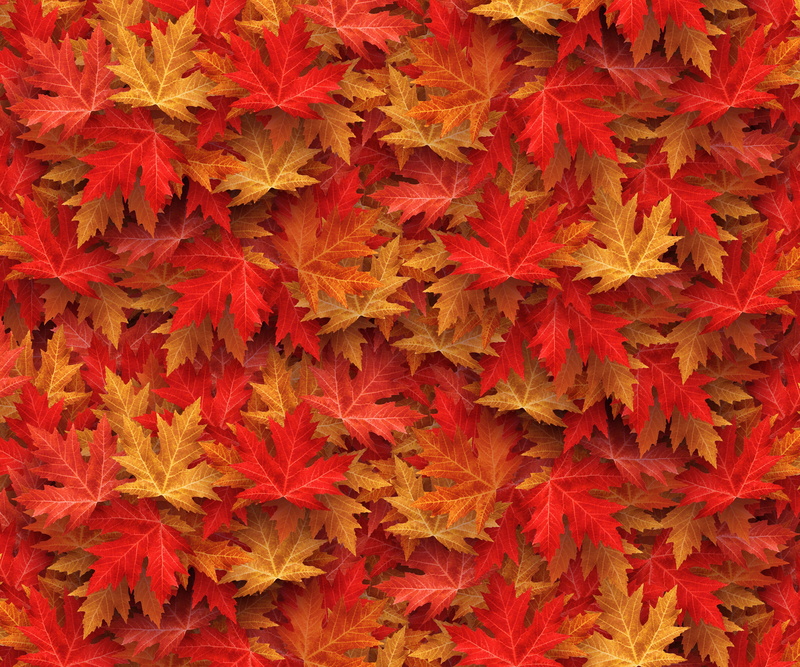 emerge, plant, leaves, fall color, leaf, no people, pattern, close-up, beauty in nature, textile, floral pattern, forest, autumn forest, full frame, textured