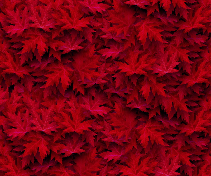 petal, autumn motive, full frame, plant, flowering plant, 5K, fall color, forest, flower, autumn, red, maple, freshness, forest path, fragility, emerge