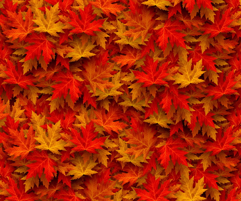 orange color, floral pattern, ornate, autumn forest, art and craft, leaf, autumn colours, backgrounds, fall color, forest path, close-up, flowering plant
