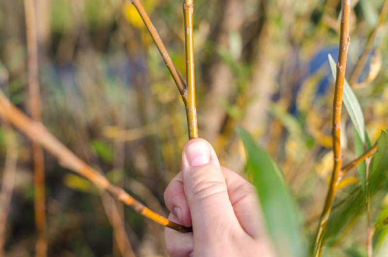selective focus, willow, shear, one person, maintenance, handle, cut, focus on foreground, close-up, care, worker, human hand, bush, twig, human body part