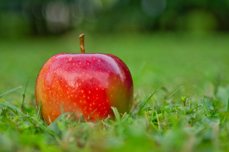 close-up, field, harvest, red, food and drink, fruit, healthy eating, growth, no people, freshness, apple, vitamins, grass, plant, single object, nature