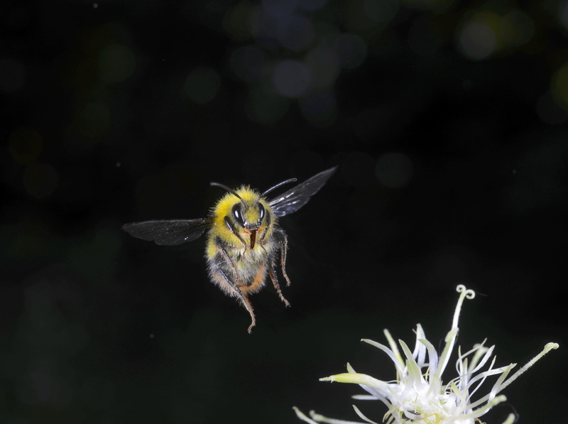 5K, nikond800eresolution, flight, photography, insectsinflight, flowering plant, andresmorya, cognisys, bumblebeeinflight, insectinflight, flyinginsects