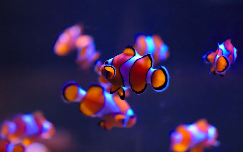 darkblue, orange, clown, marinelife, auckland, 4K, aucklandaquarium, blue, everywhere, photography, fish