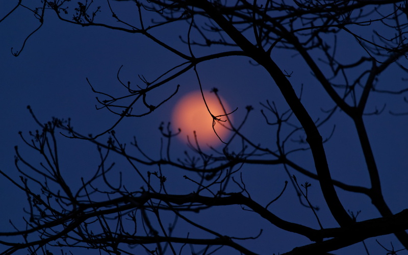 silhouette, eclipse, idyllic, planetary moon, blue, april, branch, tree, nature, moon, beauty in nature, astronomy, sonya900, tranquil scene, no people