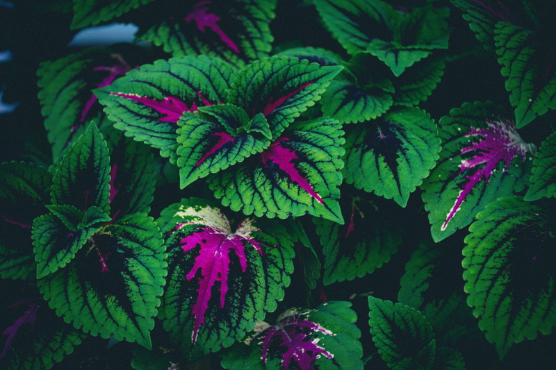 quebec, canada, directly above, freshness, beautiful, growth, food, 5K, green color, day, leaf, food and drink, green, fragility, backgrounds, darkblue
