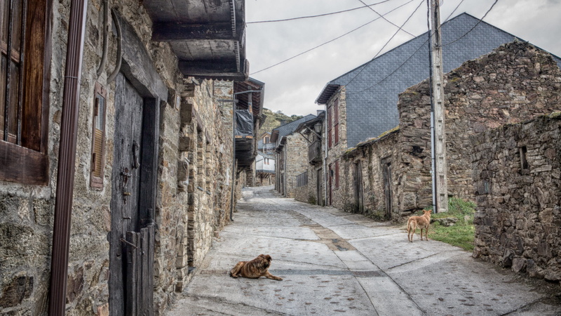 road, traditional architecture, Way Of St James, building, vertebrate, alley, domestic, dog, no people, canine, day, built structure, Holly, the birthplace
