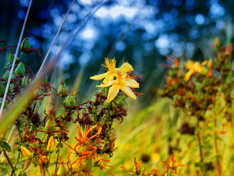 freshness, flora, 4K, tutsan, nature, forest, grass, lawn, yellow, green, meadow, bright, closeup, plant part, selective focus, close-up, environment