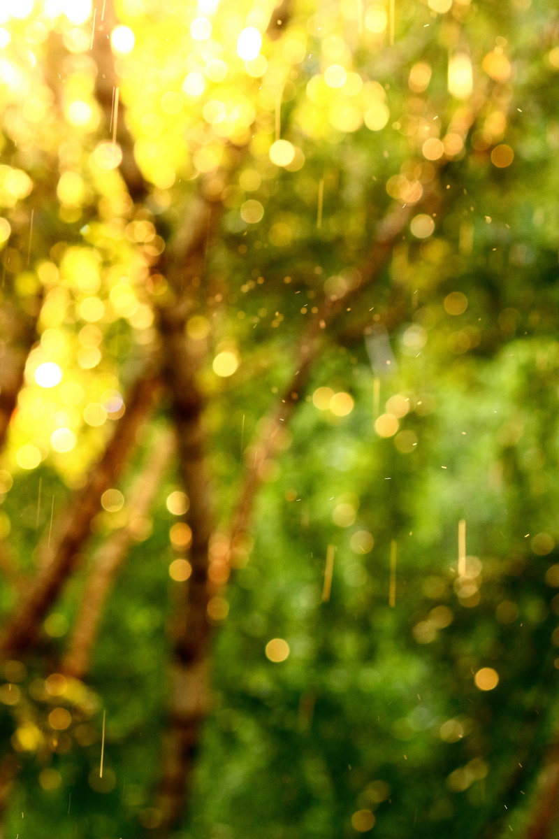 water, drop, day, selective focus, soft, plant, trees, greens, leaves, beauty in nature, bokeh, forest, wet, drops of water, defocused, vacation, no people