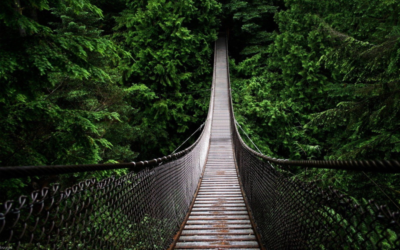 tree tops, animals, swinging bridge, 1080P, cable, bridge, swinging, high