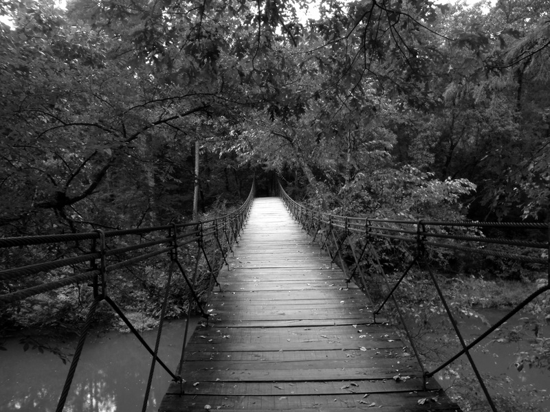 steel, water, bridge, day, tranquil, wood, cables, outdoors, tranquil scene, connection, nature, tranquility, wooden, forest, tree, 2K, landscape, footbridge