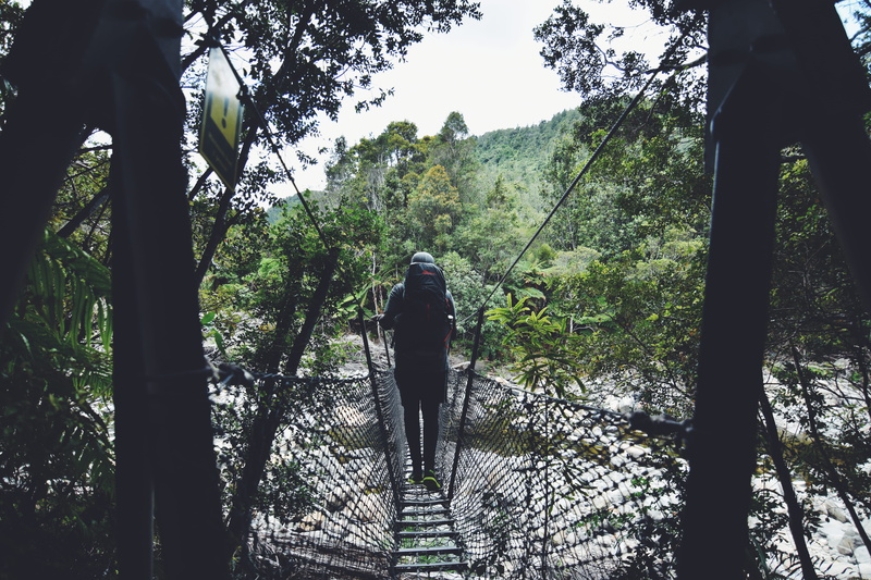 real people, leisure activity, 5K, nz, one person, swing bridge, forest walk, full length, tree trunk, nature, rear view, beauty in nature, thames, day