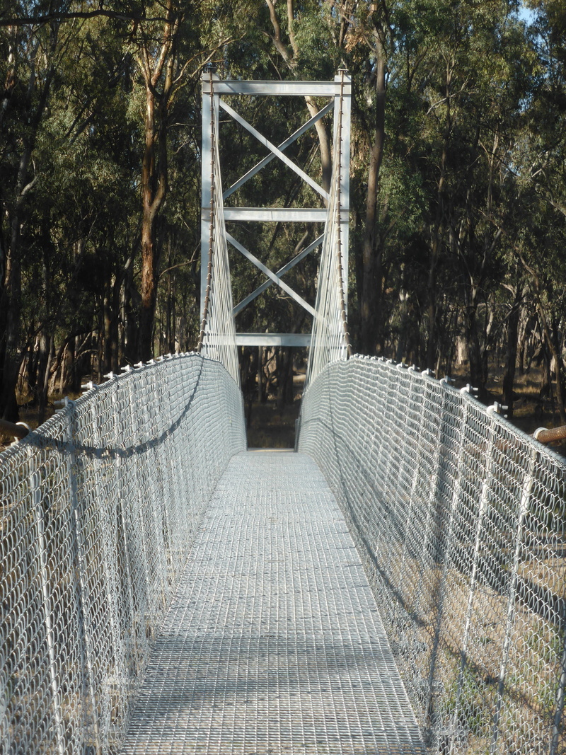 metal, nature, plant, steel, growth, forest, pedestrian bridge, cable, railing, architecture, the way forward, suspended, connection, transportation, suspension bridge