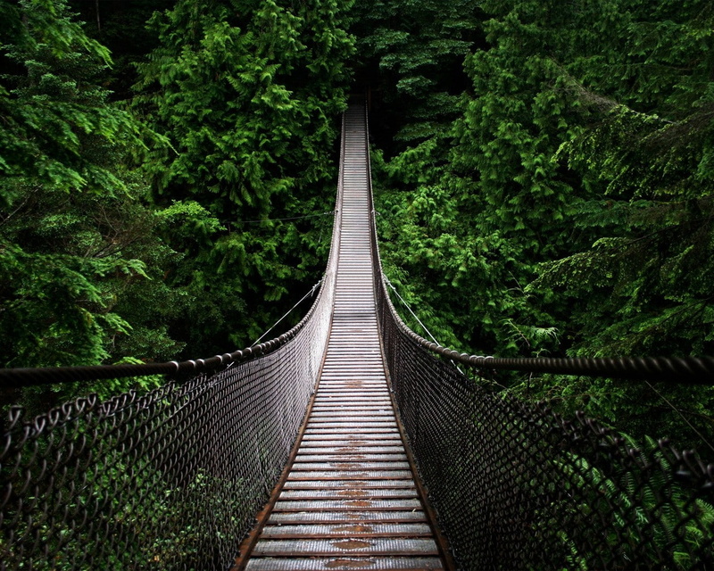 lush foliage, diminishing perspective, tree, 720P, bridge - man made structure, built structure, foliage, outdoors, growth, connection, rope bridge, beauty in nature