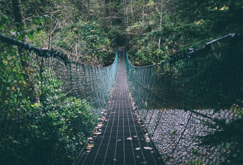 5K, trees, suspension bridge, forest, rope