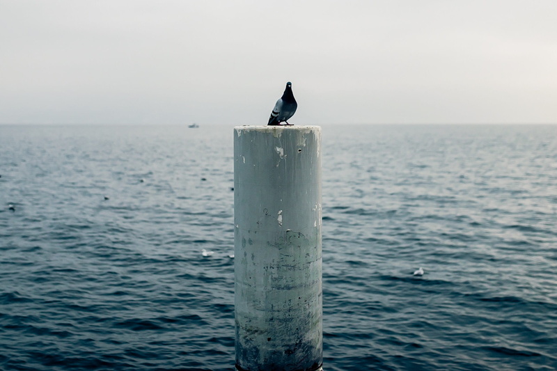 vevey, perching, horizon, scenics - nature, sea, no people, animals in the wild, animal themes, beauty in nature, outdoors, sky, port, seagull, 2K, wooden post