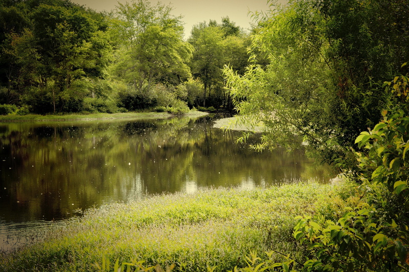 foliage, beauty in nature, 4K, tranquil scene, land, green color, water, growth, reflection, no people, tree, scenics - nature, field, non-urban scene