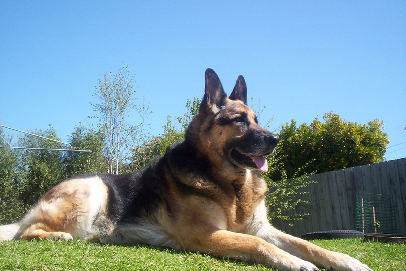 saxon, Shepherd, 720P, German Shepherd, dogs, dog, GSD, animals, german, hd, art