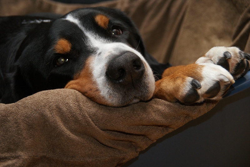portrait, vertebrate, canine, domestic animals, suede, no people, lying down, paws, relaxation, animal nose, mountain dog, focus on foreground, indoors