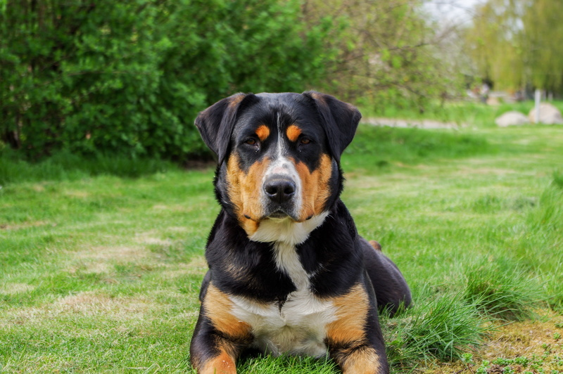 one animal, schweizer sennenhund, animal, pet, domestic animals, nature, animal head, looking at camera, green, canine, no people, pets, mammal, domestic