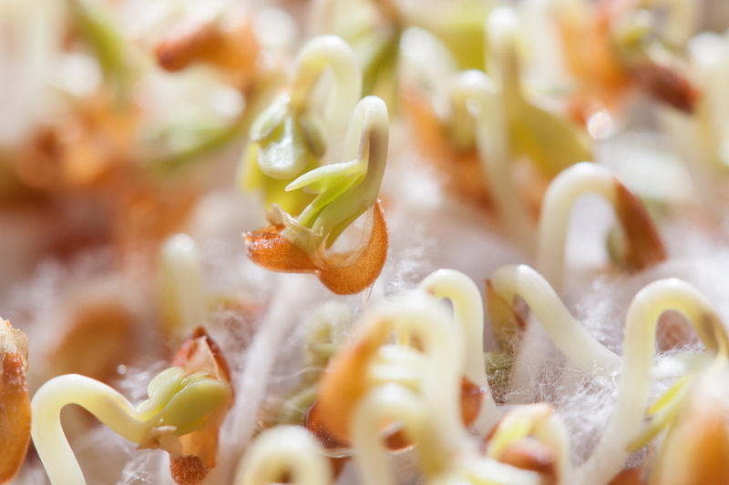 growth, pasta, naturkost, macro, indoors, full frame, temptation, healthy eating, curved s shaped, white, root system, chinese food, flower, delicious