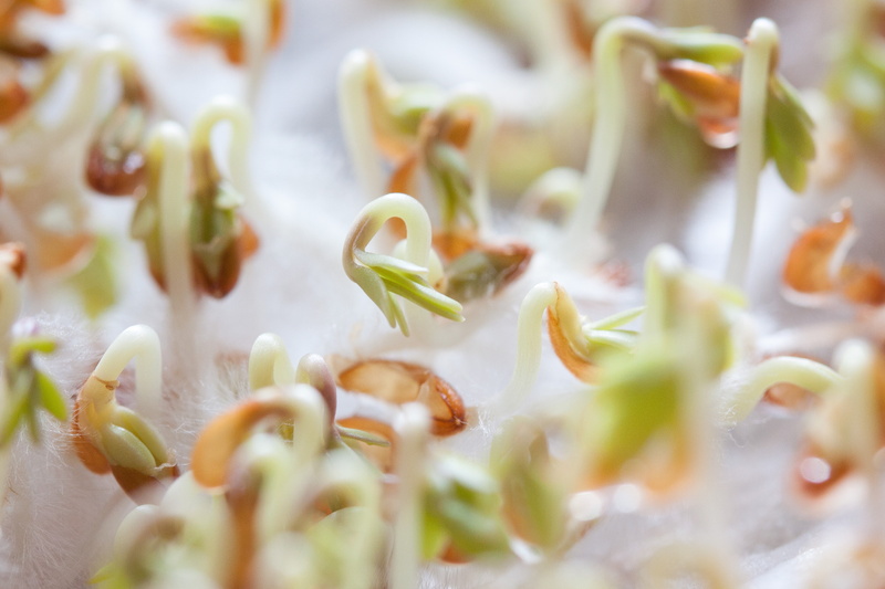 delicious, dinner, freshness, temptation, plant, 4K, close-up, full frame, bio, food, germ leaves, green color, indoors, sprouting section, italian food