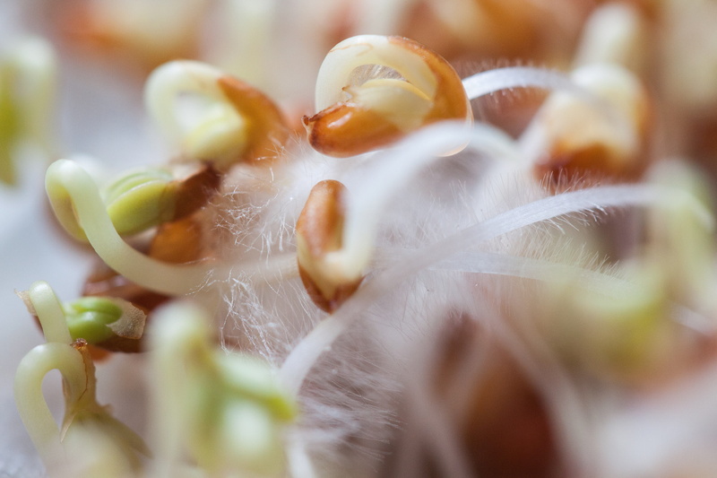 close-up, growth, radicula, vegetable, delicious, curved s shaped, freshness, bio, indoors, sprouting section, ingredient, green, embryophyta, nature, fruit
