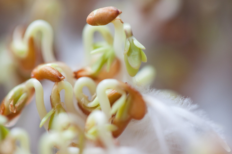 petal, plant, bio, softness, sprouting section, close-up, curved s shaped, no people, flower, inflorescence, light brown, botany, soft focus, selective focus