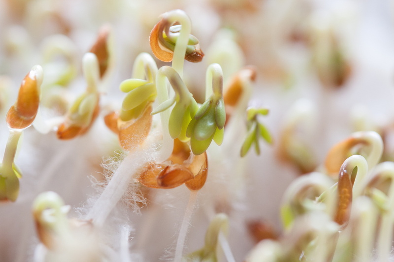 seedlings, close-up, naturkost, cress, light brown, backgrounds, vegetable, radicula, seedling, defocused, white, selective focus, nutritious, plant, fragility