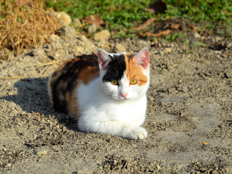 mammal, white, land, day, sunlight, domestic animals, domestic, cats eye, black, field, cat, cute, animal themes, pet, animal, kitten, vertebrate, relaxation