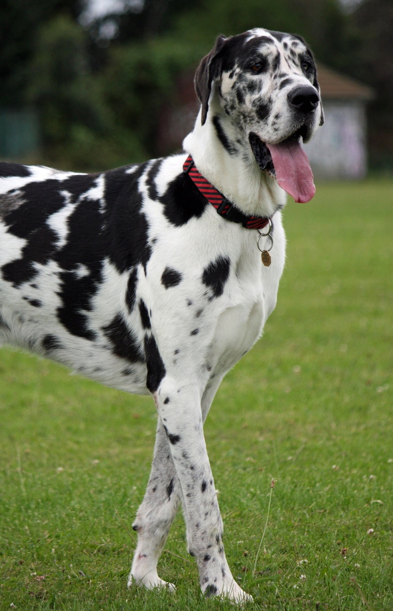 mammal, green, focus on foreground, adult, dalmatian Dog, great dane, animal, grass, field, harlequin, animal themes, dog, spotted, land, plant, no people