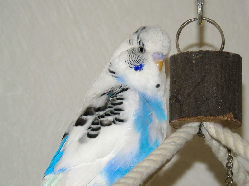 vertebrate, budgerigar, harlequin, animals in captivity, parakeet, indoors, pets, domestic, parrot, closeup, animal themes, white, animals in the wild